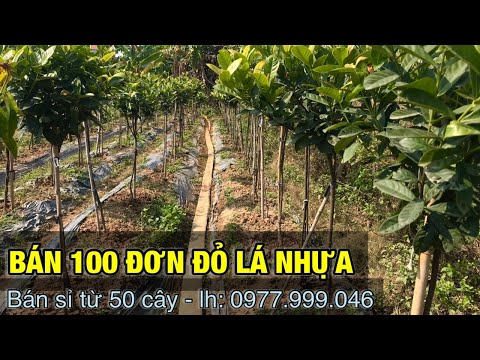 Bán sỉ vườn 100 cây đơn đỏ lá nhựa ( đã bán )- Trung kiên garden, 0977999046. Bán sỉ vườn 100 cây đơn đỏ lá nhựa ( đã bán )- Trung kiên garden, 0977999046.