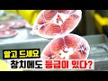 참치 꼬리는 알고 있다! 횟감용 등급 판정에서 가공까지 #참치전쟁 #냉동참치 #참치회