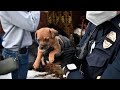 61 Dogs, 3 Cats Rescued From Hoarding House In Michigan