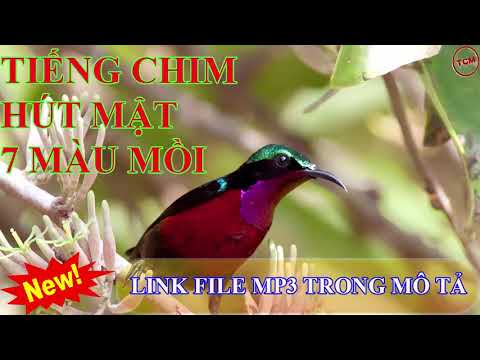 Video Tiếng chim hút mật 7 màu mồi chuẩn 320kbps không có... - youtube