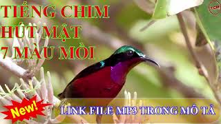 Tiếng chim hút mật 7 màu mồi chuẩn 320kbps không có tạp âm, 25 phút