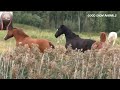 My new about horses good show animals channel