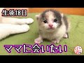 【子猫　保護猫】生後3日の子猫を保護　ママに会いたいね　あるみちゃん　18日目