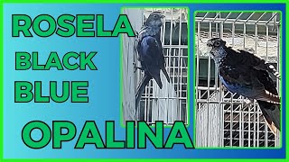 RARIDADE ROSELA BLACK BLUE OPALINA!!!Cortes da Live.