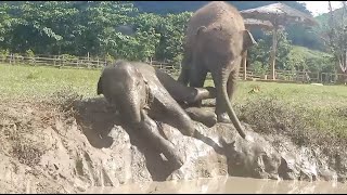 These Two Baby Elephants Love To Having Fun On The Mud Slide  ElephantNews