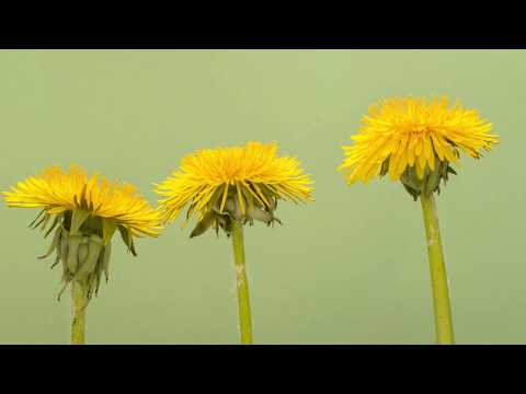 Видео: Dandelion эмийн