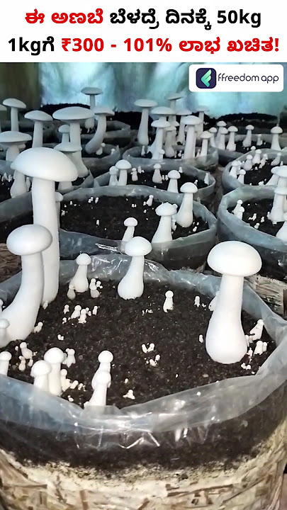 1Kg of Milky Mushroom Price is Rs 300 - High Demand Farming #shorts #MilkyMushroom #MushroomFarming