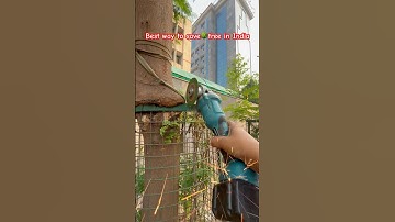 Best way to save tree in India | remove tree guard and save the Trees 🌳 #savenature #savetrees