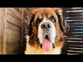 Cuteness loaded the Saint Bernard