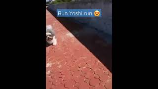 Cute Dogs Morning Run