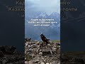 Орел на скале #mem #story #tiktok #humor #joke #music #funny #wildlife #bird #eagle