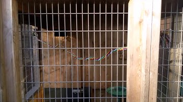 BIRD AVIARY BUILD [Part 1]
