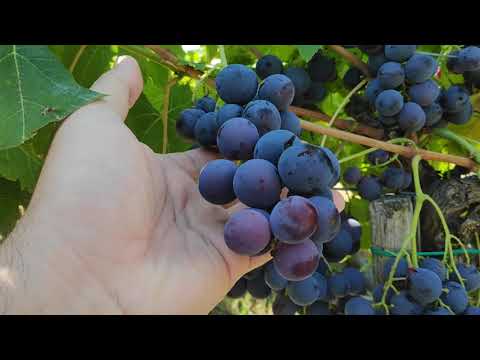 Video: Kako Saditi Divlje Grožđe