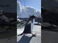 Cute penguin finds a partner with a rock