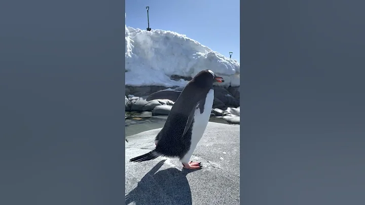 Cute Penguin Finds A Partner With A Rock