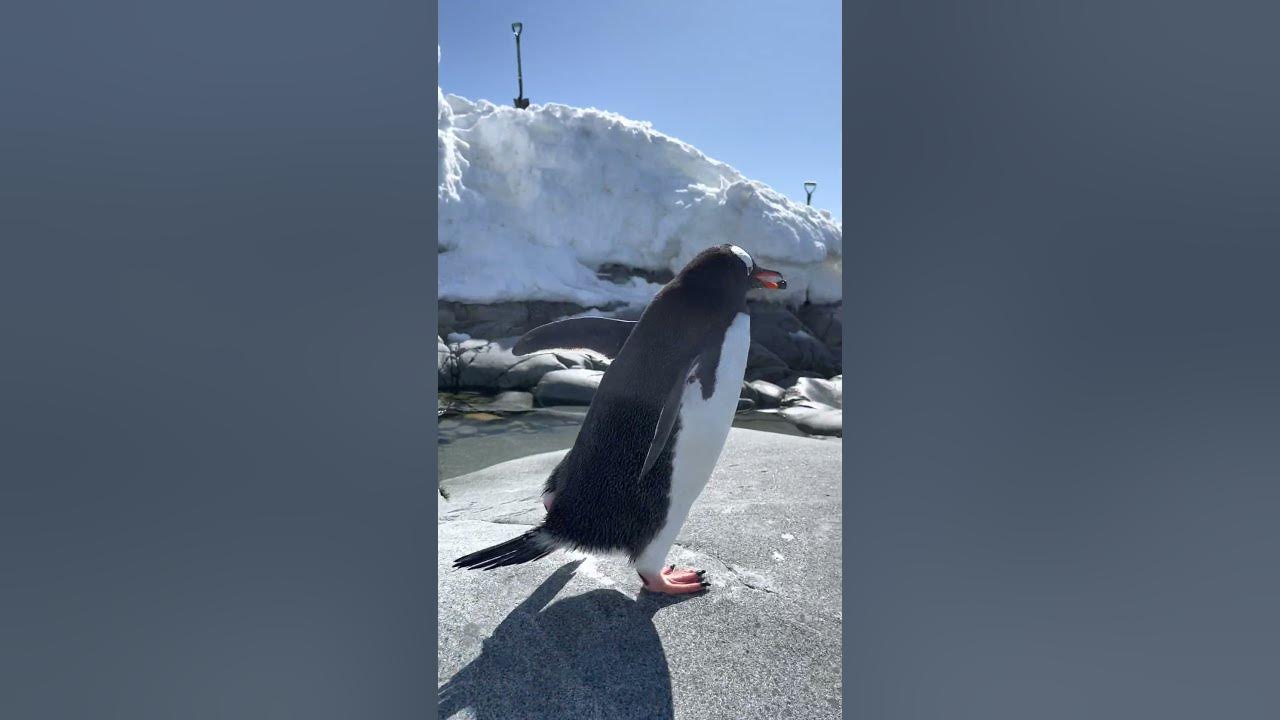 Cute Penguin Finds A Partner With A Rock