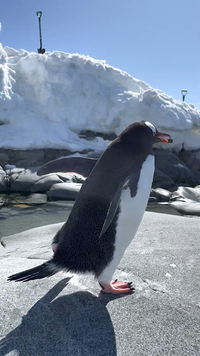 Cute Penguin Finds A Partner With A Rock