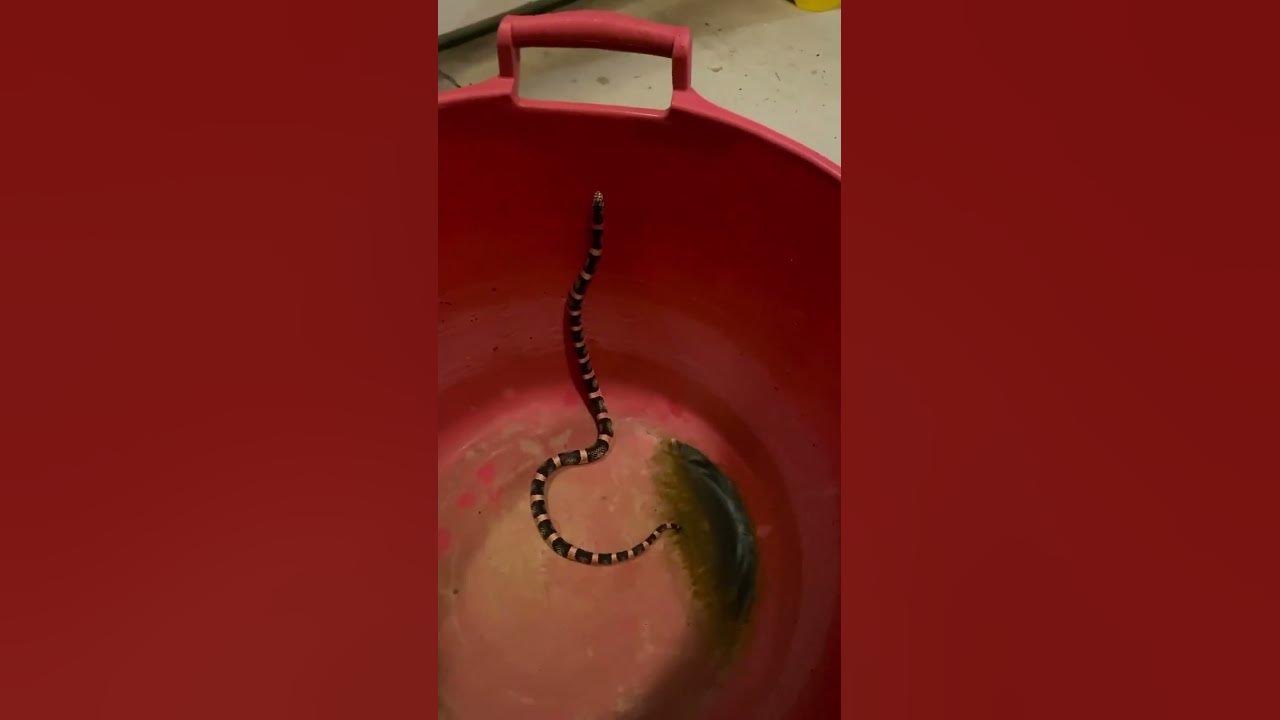 california-king-snake-youtube