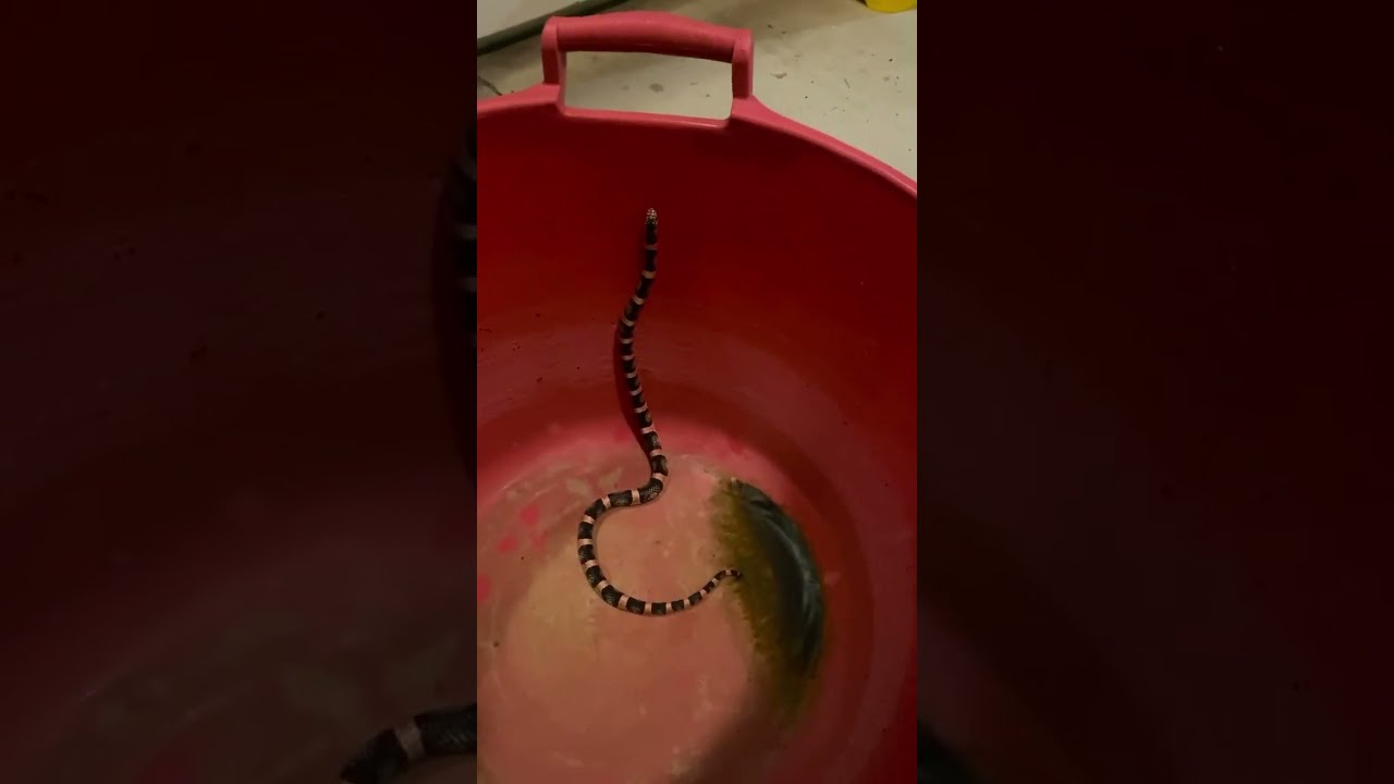 California King Snake YouTube California King Snake YouTube
