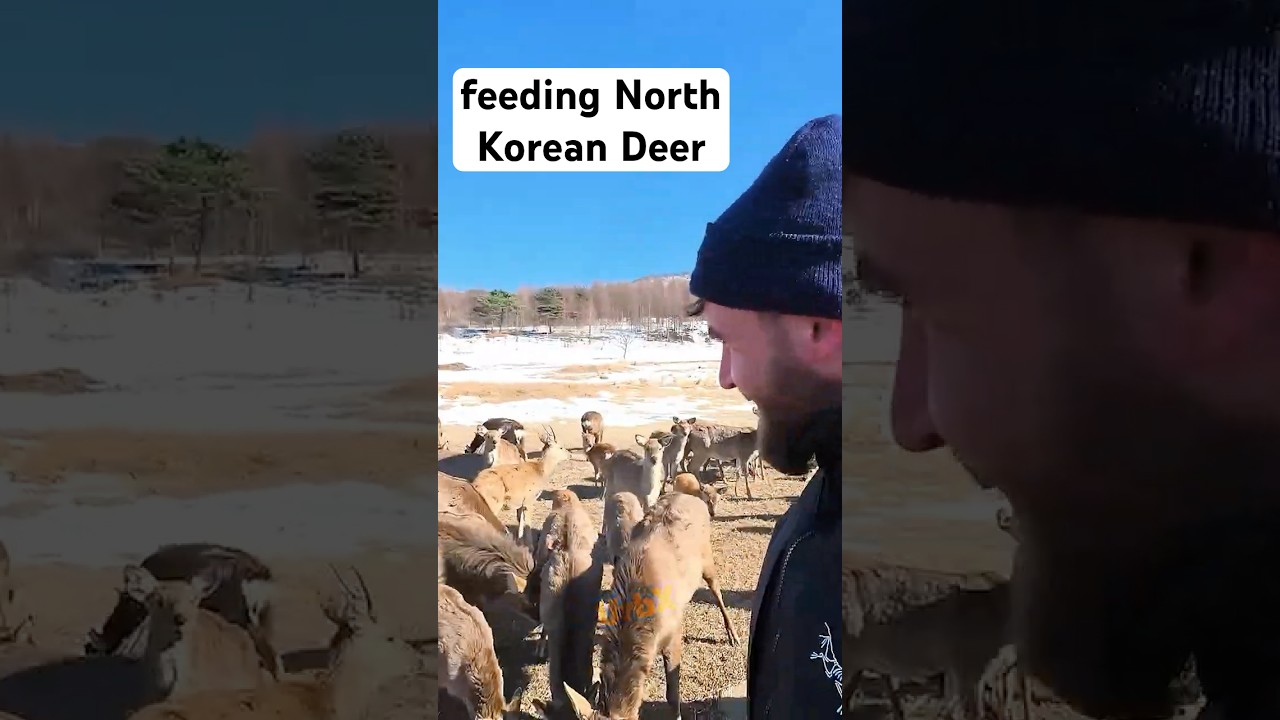 Feeding North Korean Deer! @mikeokay​