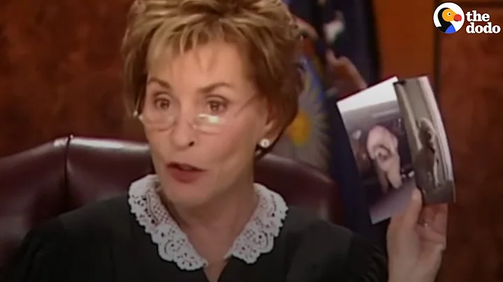 Judge Judy Lets Dog Decide Who To Go Home With  | The Dodo - DayDayNews