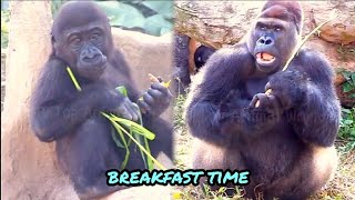 一大早大家各自找食物💦#Djeeco#ゴリラ#迪亞哥#金剛猩猩#taipeizoo #gorilla #台北市立動物園