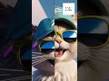 A Cat’s Valentine Surprise!