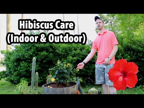 How to Care for a Hibiscus (Indoor & Outdoor)