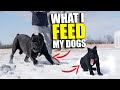 What I FEED My Puppy & Adult Cane Corso