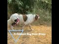 We are here to help your dog with their torn CCL!