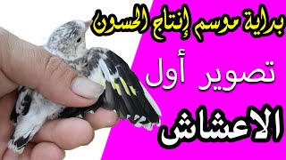 بداية موسم انتاج الحسون بتونس - عز الدين خير الله