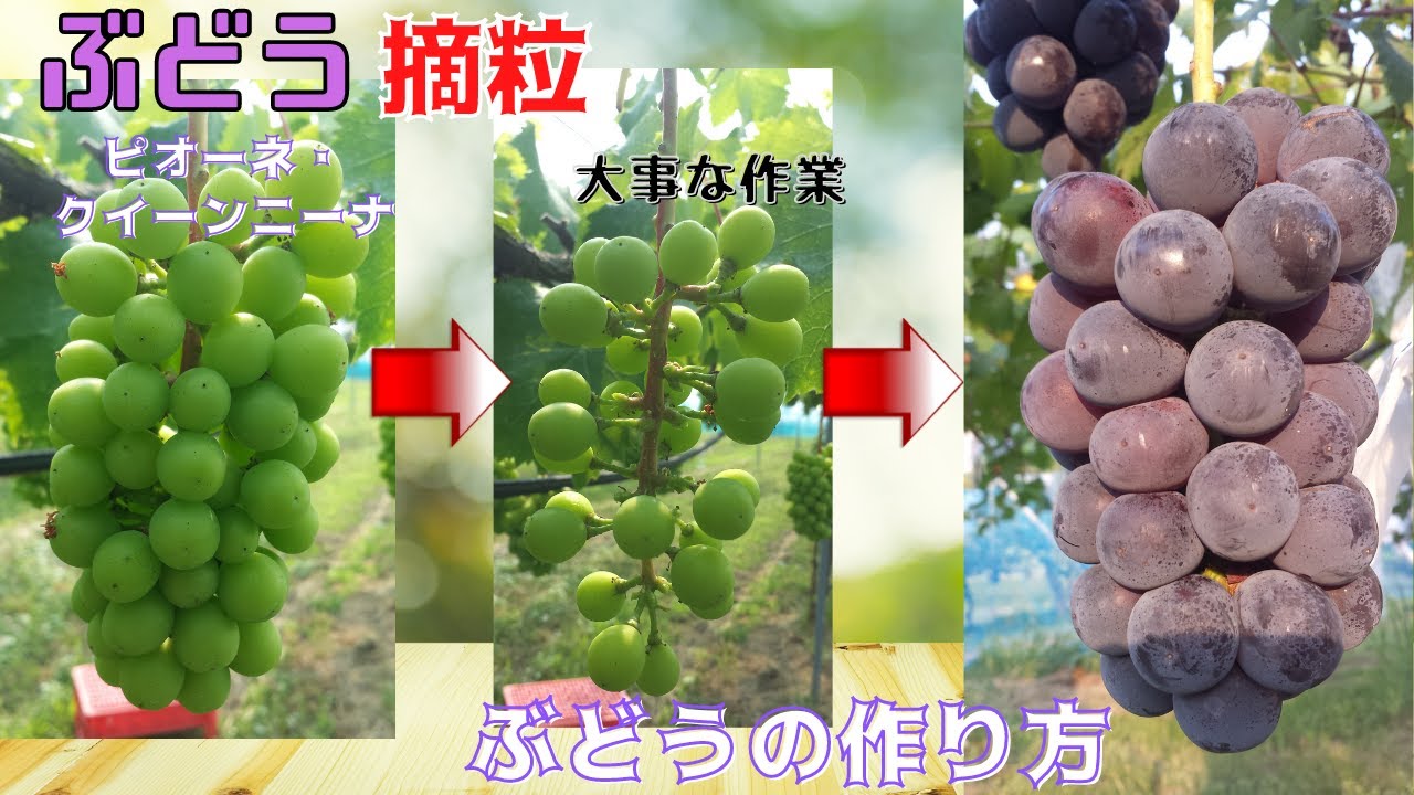 【ぶどう栽培】ぶどうの摘粒方法　の村ぶどう園「ピオーネ・クイーンニーナ」
