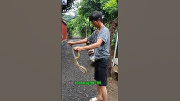 Mưa bão ngập lụt rắn cả mét bò ra đường#snakevideo#shortsvideo #viralvideo