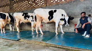 High Quality || High Milk || High Breed || Some Extra-ordinary HF Cows at Jashan Dairy Farm