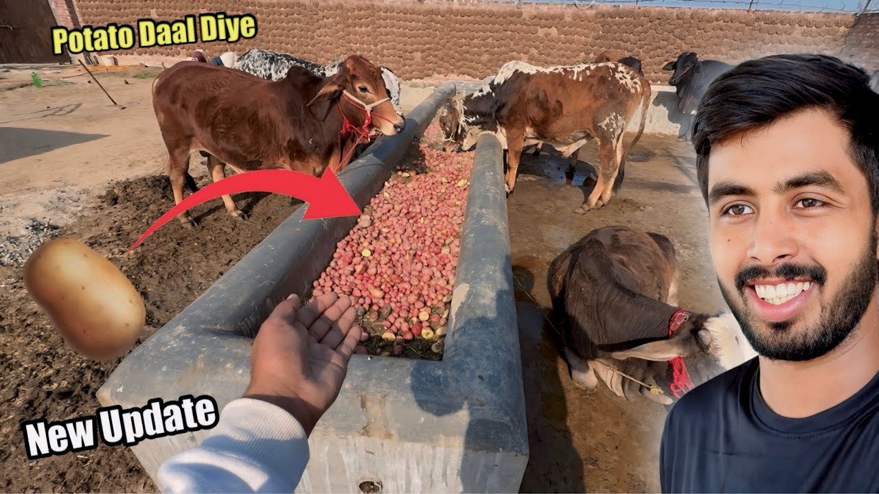 Ab Huno Gy Qurbani Wale Janwar Mote 💰Haveli Mein New Washroom Be Baan Raha Hai ⚡️ Zohaib Pendu 