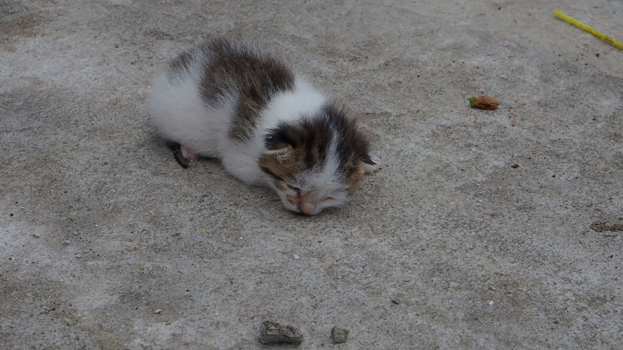 found baby kitten