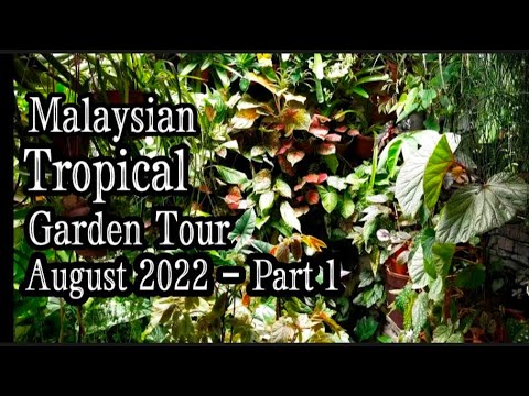 Video: Menanam Mentol Dalam Teduhan - Mentol Musim Bunga Dan Musim Panas Untuk Berkebun Teduh