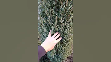 Какое дерево украсите на Новый год?