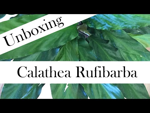 تصویری: انواع Calathea (31 عکس): نام و توصیف انواع Rufibarba و Calathea راه راه ، Orbifolia ، Makoy و Roseopicta