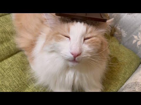 【リラックス♪】もふ猫達の、のんびりまったりリラックスタイム♡ノルウェージャンフォレストキャットとターキッシュアンゴラ