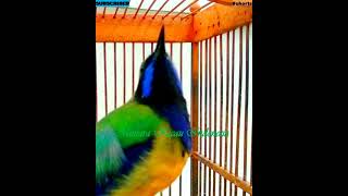 Download Mp3 #shorts ~ Cucak Cungkok Istimewa ~ Tembakan Variasi  - Masteran Murai - Orange Bellied leafbird Gudang lagu Download Mp3 #shorts ~ Cucak Cungkok Istimewa ~ Tembakan Variasi  - Masteran Murai - Orange Bellied leafbird