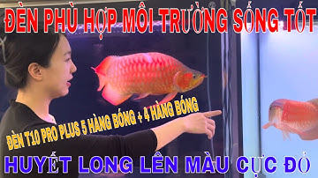 🔴PHUKIENCARONG.VN| HUYẾT LONG ĐÁNH CẶP ĐÈN T10 PRO PLUS 5 HÀNG BÓNG VÀ 4 HÀNG BÓNG PHÁT TRIỂN MÀU OK