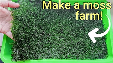 PROPAGATE your own aquarium MOSS! Fast, easy, clean and cheap