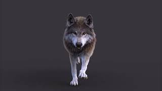 wolf xgen run cycle