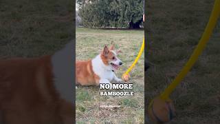 Trick corgi with fake ball throws
