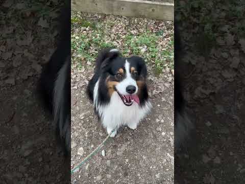 Vidéo: Méfiez-vous le chien hurlant