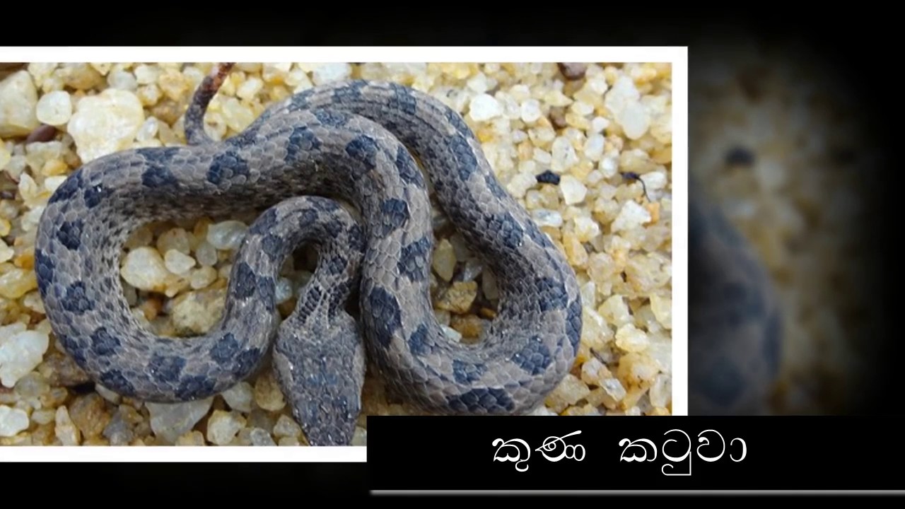 Venomous Snakes in Sri Lanka - YouTube