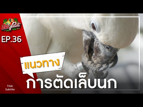 วีดีโอ: วิธีตัดเล็บของนกและมีชีวิตอยู่เพื่อเล่าเรื่อง