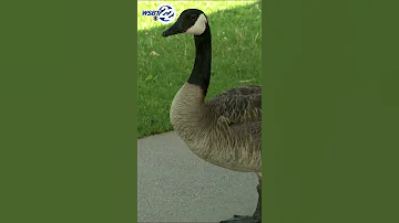 Is Mishawaka S Geese Problem Gone 