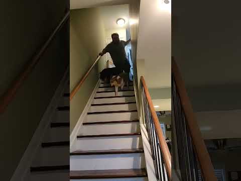 Video: Sådan lindrer du en hunds hals, når de har kennelhud